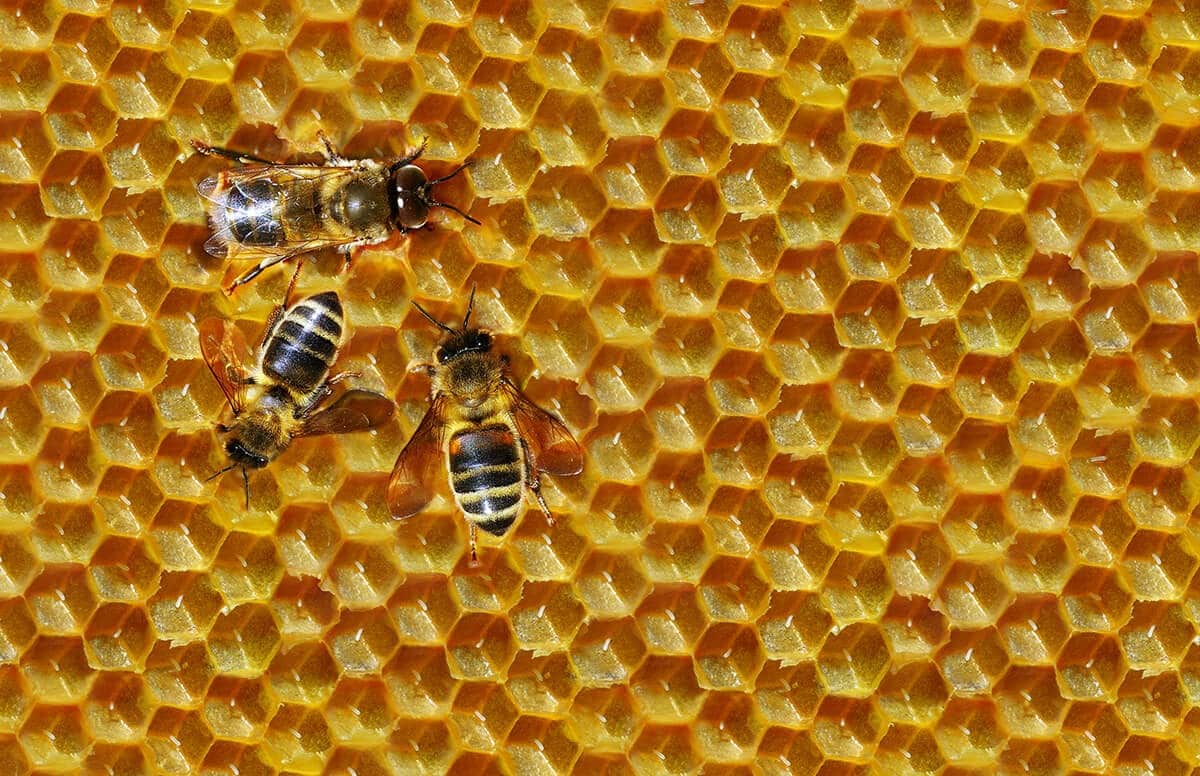 Récupération d’essaims d’abeilles à Durtal par O.F.S – intervention professionnelle et sécurisée, entreprise agréée certibiocide dans le Maine-et-Loire et la Sarthe