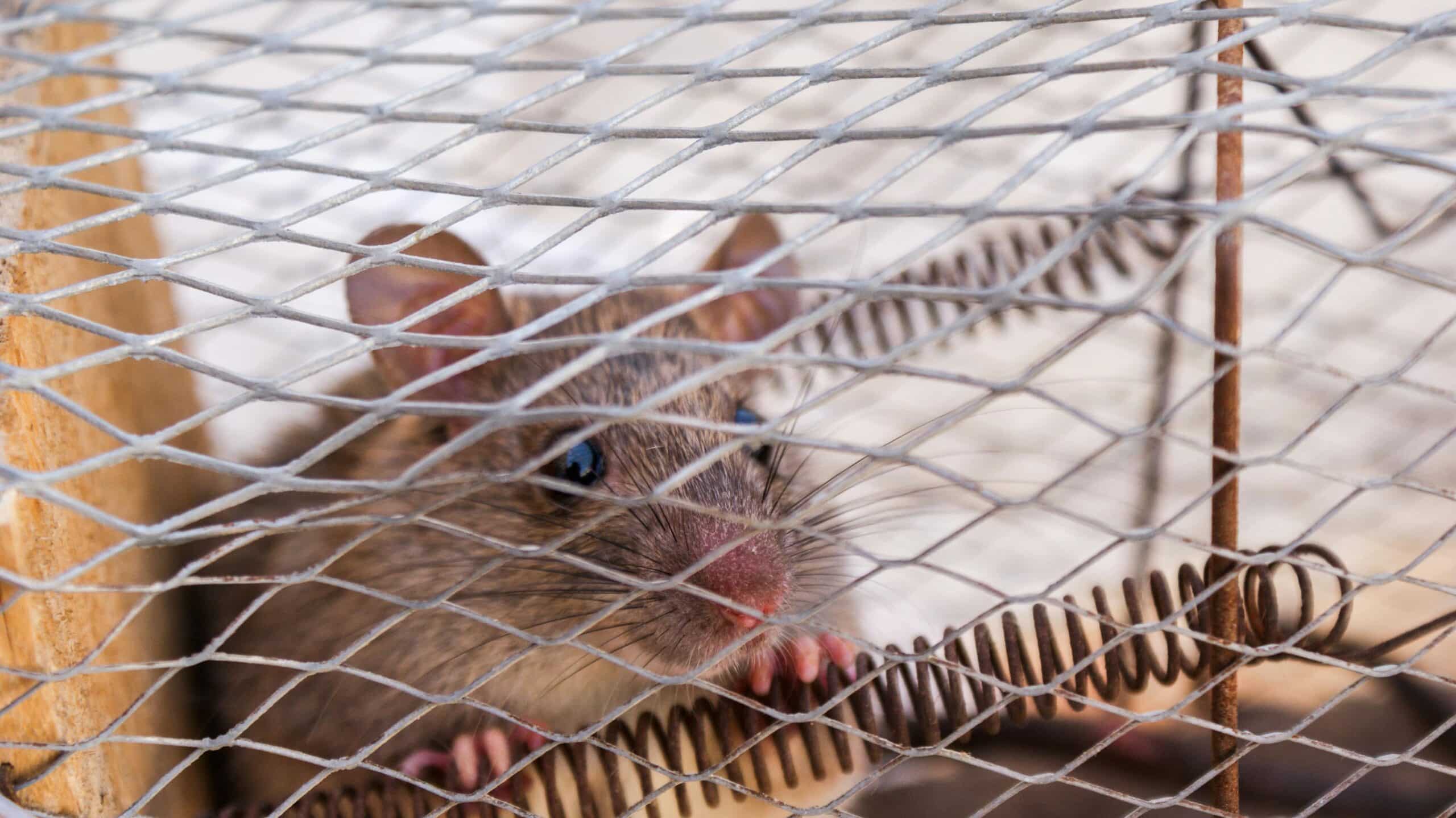 "Dératisation professionnelle à Durtal par O.F.S – traitement sécurisé et efficace contre rats, souris et mulots, entreprise agréée certibiocide, Maine-et-Loire et Sarthe