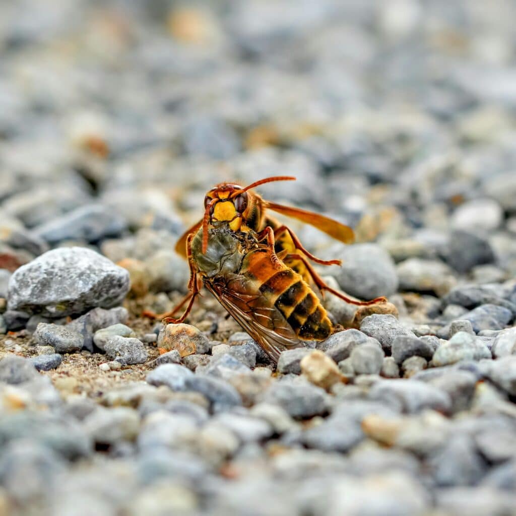 "Destruction de nids de frelons à Durtal par O.F.S – Intervention professionnelle, sécurisée et rapide pour frelons asiatiques et européens, entreprise agréée certibiocide