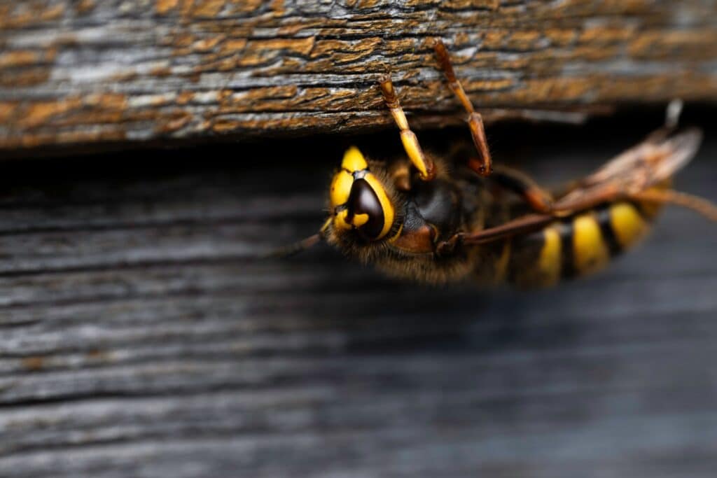 Désinsectisation professionnelle à Durtal – O.F.S intervient pour la destruction de nids de frelons, guêpes et la récupération d’essaims d’abeilles, entreprise agréée certibiocide, Maine-et-Loire et Sarthe
